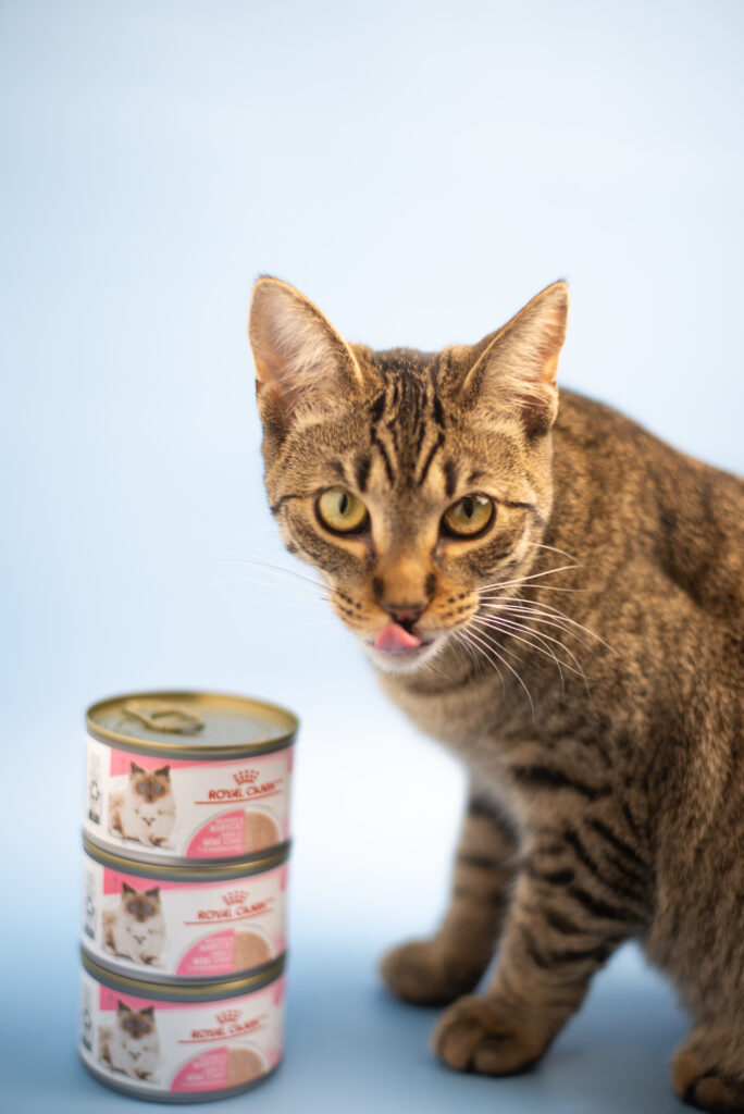 Product photography for pet brands combining clean styling and personality