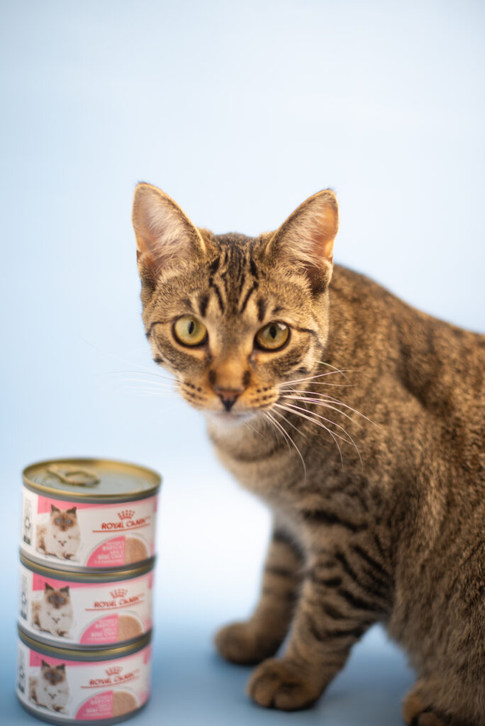 Minimal studio photography showing pet food packaging and texture